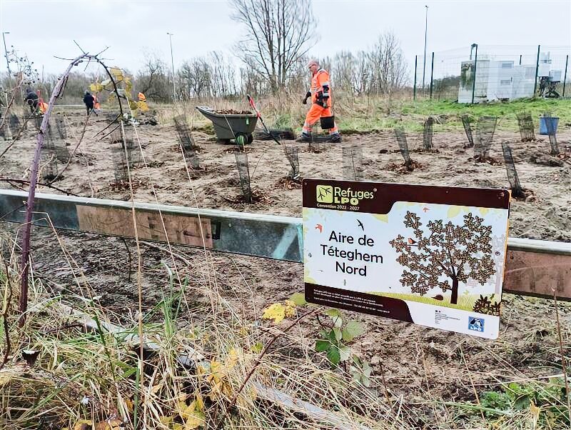 Chantier nature plantation d'arbustes pour re naturalisation à Teteghem (59)